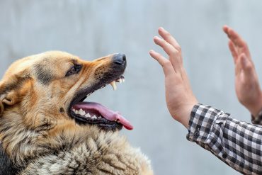 Сімвалы Радзімы ў сэрцы заўсёды